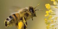 Now Honey Bee Can Also Calculate