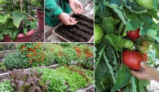 Grow Vegetables At Home