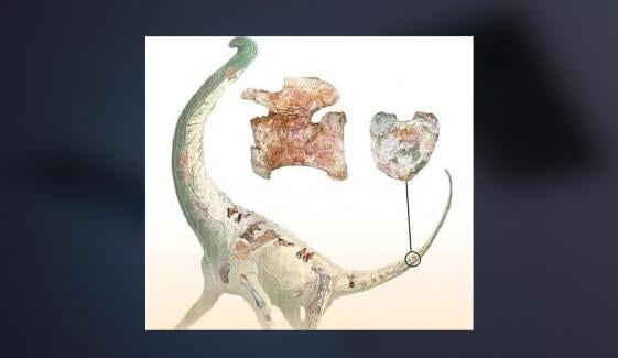 Discover A New Type Of Dinosaurs