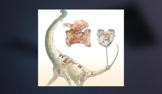 Discover A New Type Of Dinosaurs