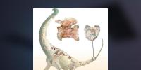 Discover A New Type Of Dinosaurs
