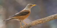 Story Of A Bird