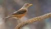 Story Of A Bird