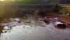 Illegal Slaughter House