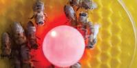 Between Bees And Fish Talking Robot