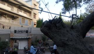 Old Tree