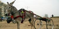 Donkey Cart