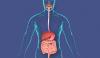 Human Digestive System