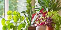 Indoor Plants