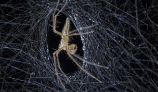 Spider Silk