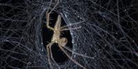 Spider Silk