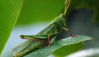 Swarm And Locust