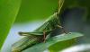 Swarm And Locust