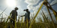 Agricultural Corruption