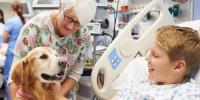 Animal Therapy