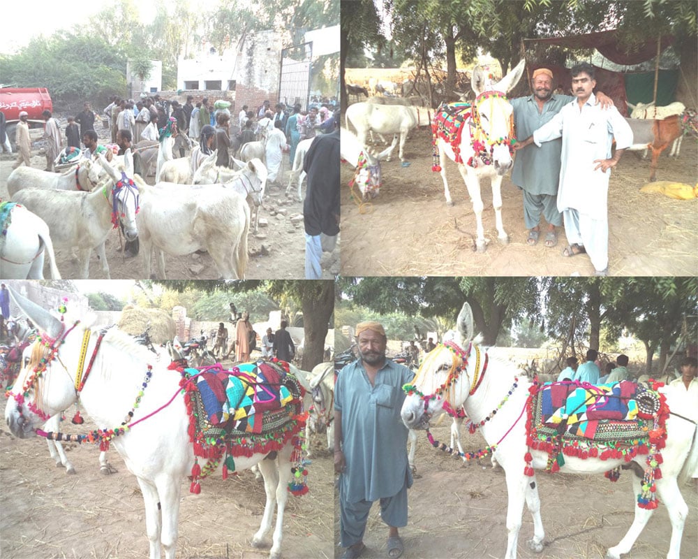 سندھ کی روایتی گدھا منڈی