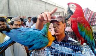 Birds Market Of Liaquatabad
