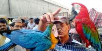 Birds Market Of Liaquatabad