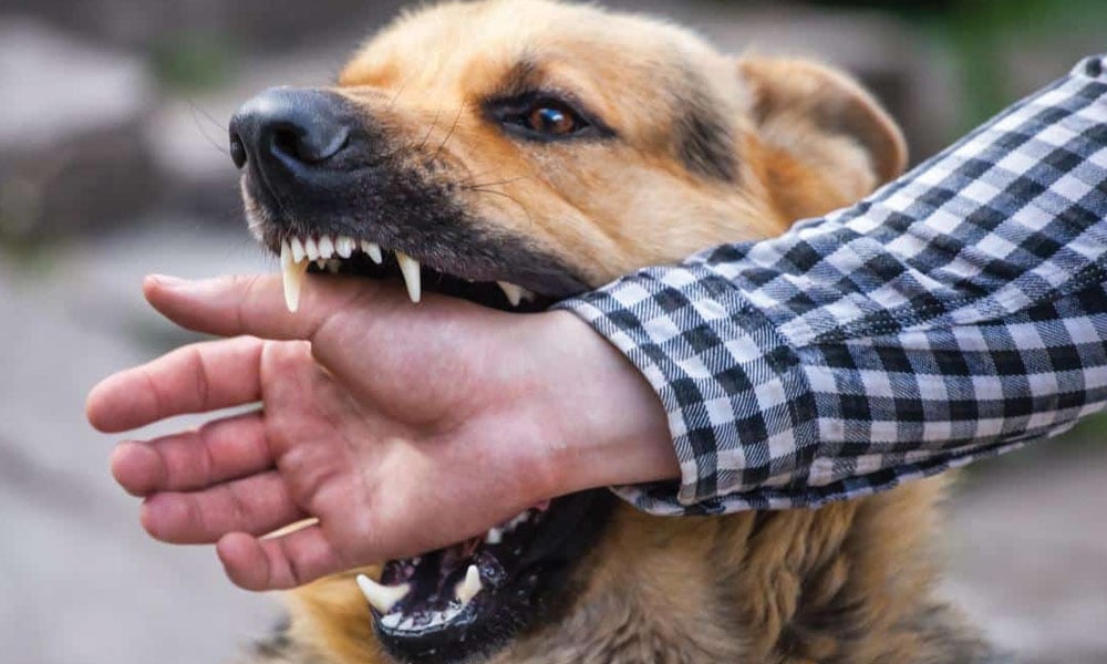 سگ گزیدگی: بچاؤ کیلئے مدافعت لازم