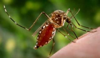 How To Avoid Dengue Fever