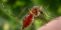 How To Avoid Dengue Fever