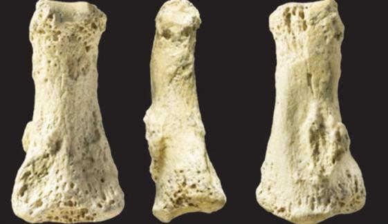 Fossils Of Human