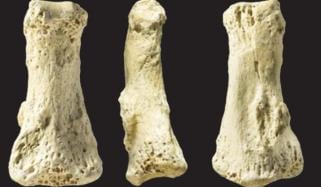 Fossils Of Human