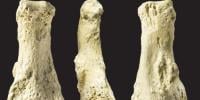 Fossils Of Human