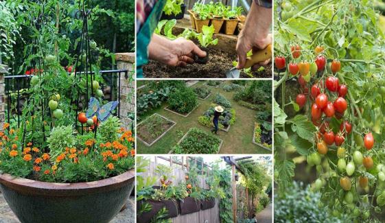Gardening