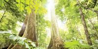 Protect Forest From Fire