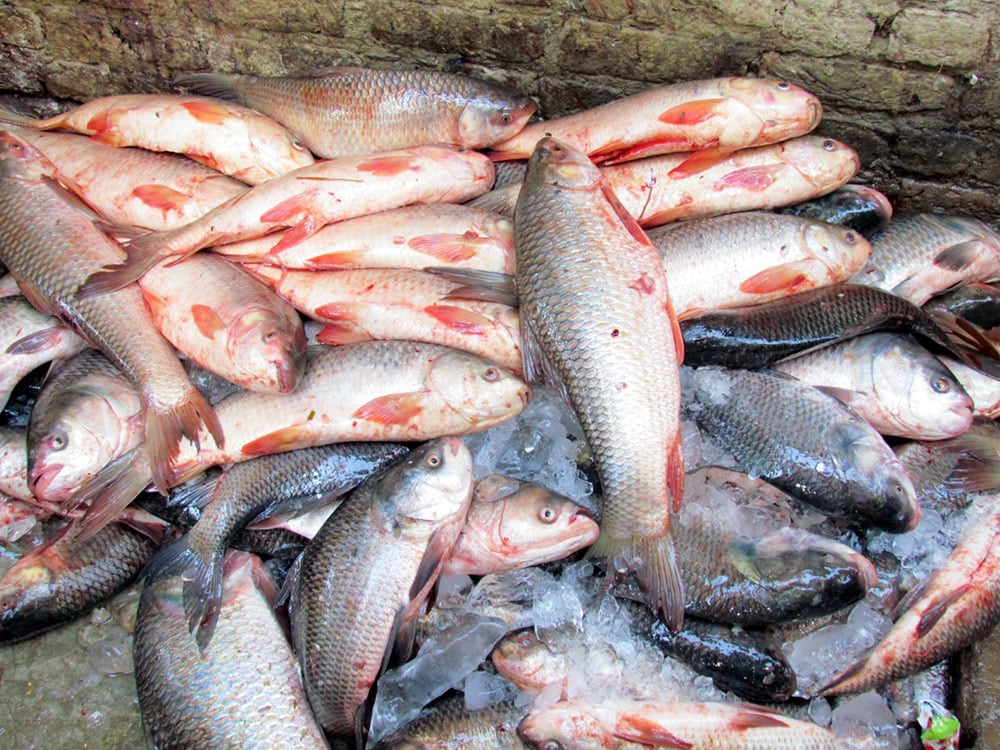 ’’ڈمبرا مچھلی‘‘صدیوں پہلے سندھ کی معیشت کا انحصار اسی پر تھا