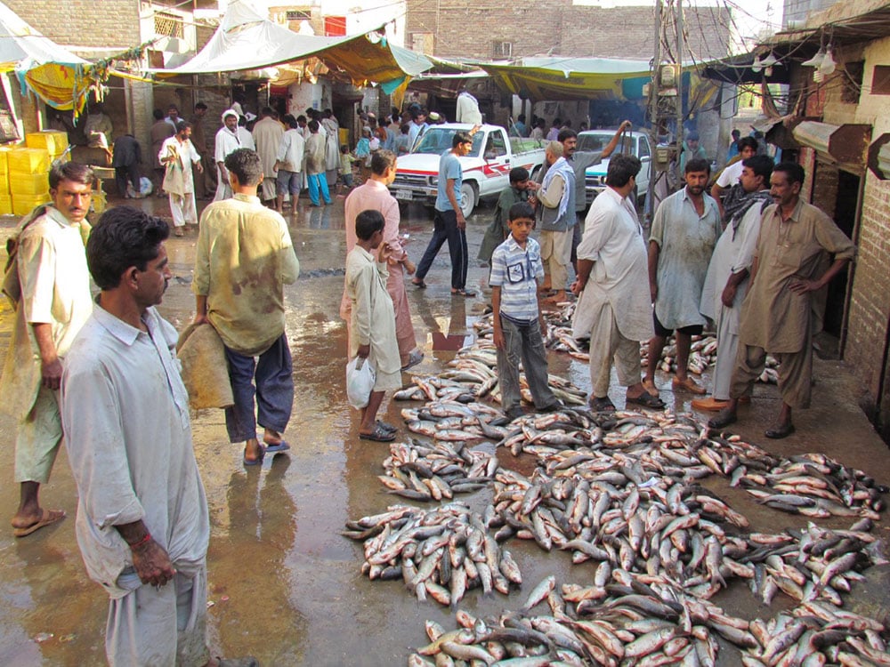 ’’ڈمبرا مچھلی‘‘صدیوں پہلے سندھ کی معیشت کا انحصار اسی پر تھا
