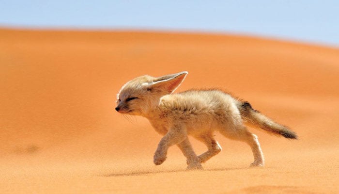 دنیا کے سب سے چھوٹے جانور