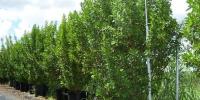 Conocarpus