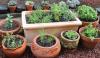 Kitchen Gardening