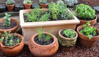 Kitchen Gardening