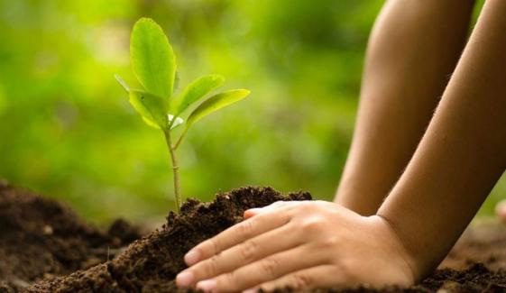 Plantation