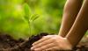 Plantation