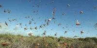 Locust Attack