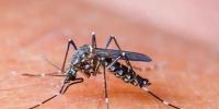 Malaria