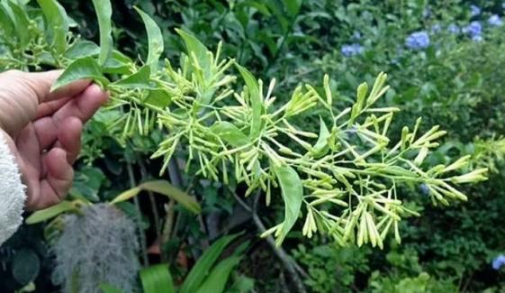 Plants