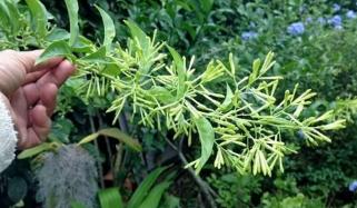 Plants