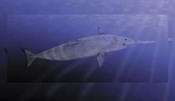 Ankylorhiza Tiedemani