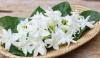 National Flower