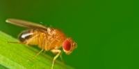 Fruit Fly