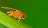 Fruit Fly