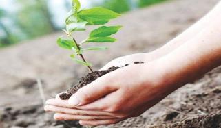 Plantation
