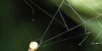 Spider Web
