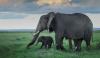 Reality Of Elephant