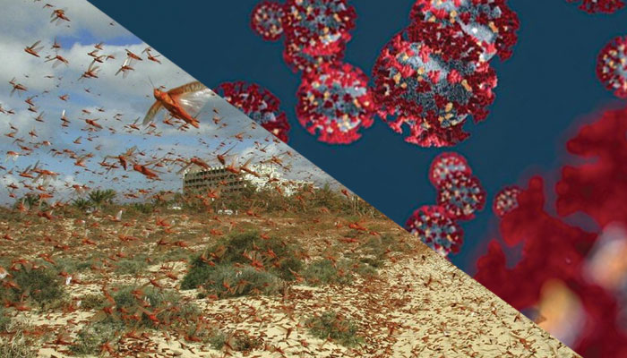 کورونا وائرس، ٹڈی دَل کے سبب قلتِ خوارک میں اضافہ